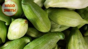 Употребляют ли в пищу бешеный огурец?