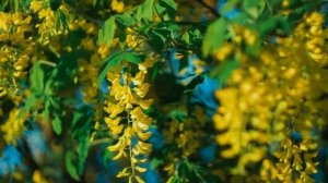 Лечебная Музыка для Снятия Стресса, Усталости, Депресии, Негатива, Детокс негативных эмоций #30