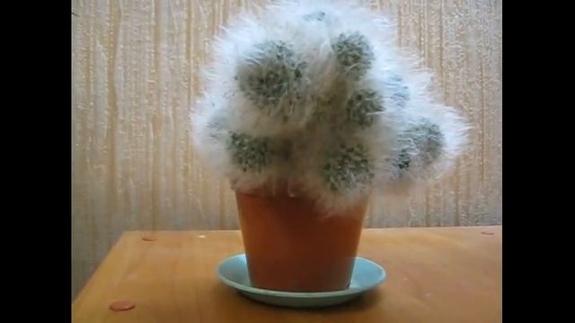Кактус Маммилярия. Кактус маммилярия очень красиво цветет. Обзор моего кактуса.