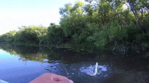 Снова пытаемся поймать щуку на протоке р. Томь.
