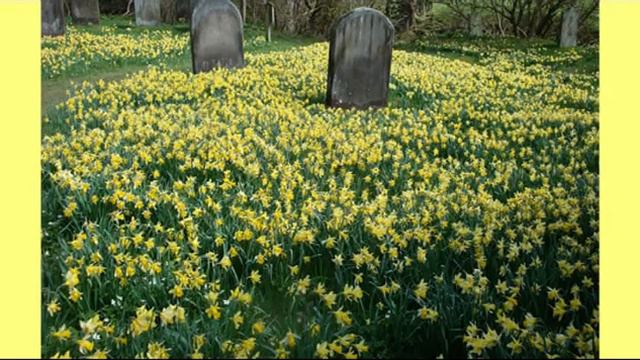 Narcissus - Daffodils смотреть онлайн