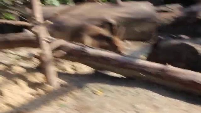 Тавва за чистоту! Купание зайца в песке. смотреть онлайн