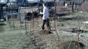 Весенний уход за малиной. Часть 3. Подвязка к шпалере.