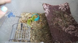 МЫШКА Микки!! / Содержание декоративных МЫШЕЙ