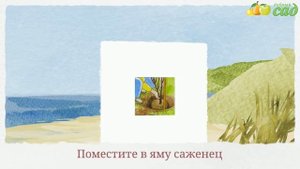 Посадка киви - как правильно посадить киви