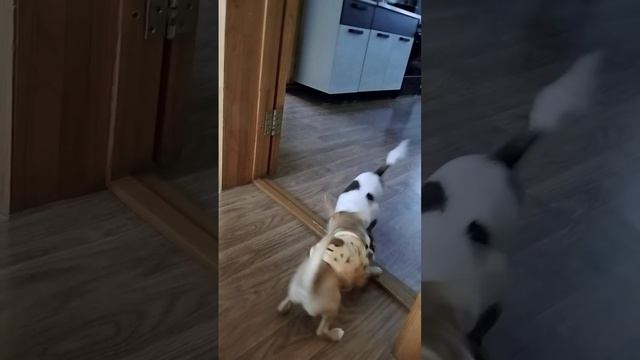 #чихуахуа #щенкичихуахуа #милыесобачки #собачьяжизнь