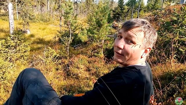 КАРЕЛИЯ. Изобилие лесных ягод. смотреть онлайн