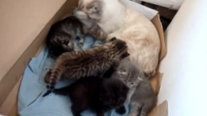 кошка с котятами. шотландские котята