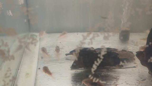 Разведение золотистых сомиков от А до Я! смотреть онлайн