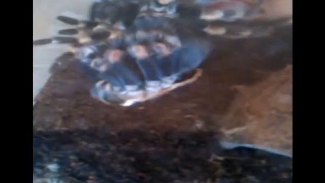 Паук Кузя линяет смотреть онлайн