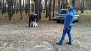 Воспитание непослушной собаки. Московская сторожевая.