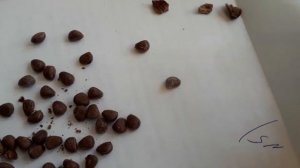 Семена кедрового стланика, стратификация