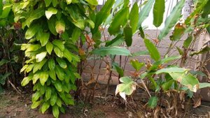 #Керала обзор  #аюрведа отель #Nikkisnest Где брать номер ? Часть 1