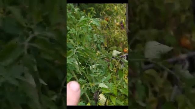 Томат Розовый Бегемот. смотреть онлайн