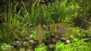 КАКИХ РЫБОК НЕ СТОИТ ПОКУПАТЬ?!