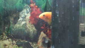 1 часть. Запускаем новых рыбок в аквариум. Золотые рыбки.