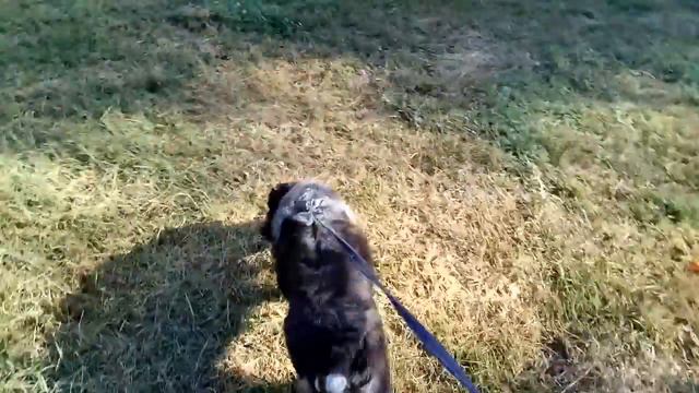 Идем в парк с Мартой. Русский охотничий спаниель смотреть онлайн