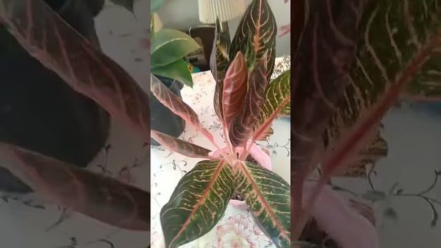 AGLAONEMA RED SUMATRA #AGLAONEMALOVER