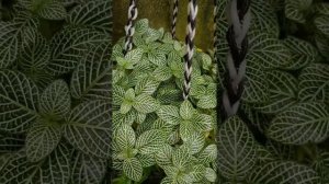 Hanging plants. Types of hanging plants.    Episcia types and it's flowers. #plants #hangingplants