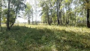 КОП МЕТАЛЛА В ОСЕННЕМ ЛЕСУ С TX-850