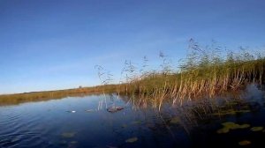 Ловля щуки и окуня на кружки в сентябре