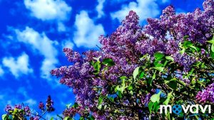 БОРИС ПАСТЕРНАК. #СТИХИ СИРЕНЬ