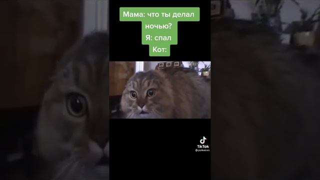 что я делаю ночью что делает кот ночью