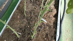 28 июня Секреты жизни на даче Московская область Россия