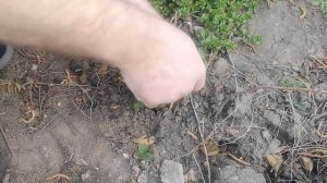 Как привить ЗИЗИФУС.