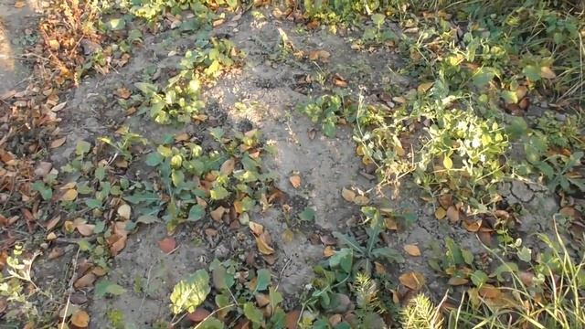 Как прикопать саженцы на зиму - мой опыт. Все очень просто смотреть онлайн