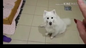 Всё о японском шпице! Шпицев едят?