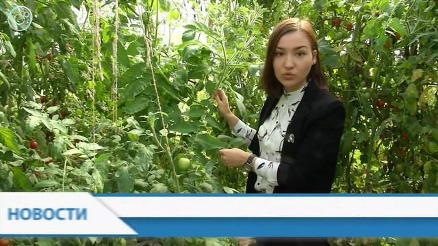 Учёные собирают урожай. Как пополняется одна из самых больших коллекций сортов томатов в России? смотреть онлайн