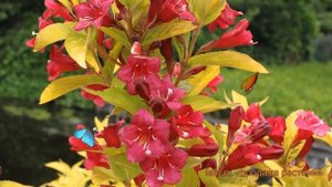Вейгела цветущая Ауреа (weigela florida aurea) ? Ауреа обзор: как сажать, саженцы вейгелы Ауреа
