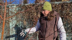 ОБРЕЗКА ЯБЛОНИ. Как обрезать молодую и старую яблоню.