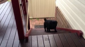 Мопс поднимается по лестнице DPUG DOG STAIR CLIMB WIN 720