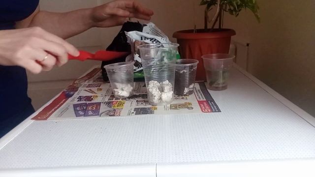 комнатные цветы/пересаживаю хириту, эписцию, хурму. смотреть онлайн