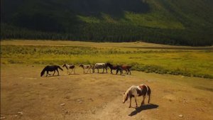 Поднимаю я в небо глаза. Алтай