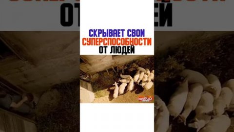 Скрывает свои суперспособности от людей Фильм