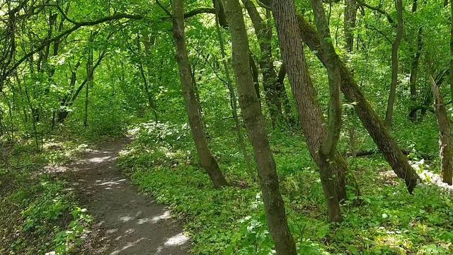 Кукование Кукушки у реки Сейм.20 мая 2021 год. смотреть онлайн