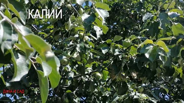 Удобрения для плодовых деревьев смотреть онлайн