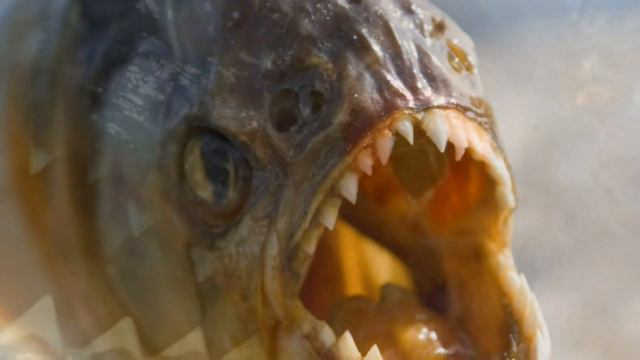 Животные, с которыми лучше не связываться смотреть онлайн