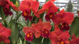 Cattleya  Rlc.Asia Pacific  Blooming up in December 2020