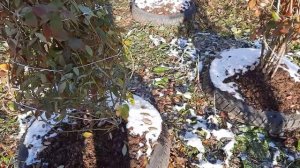 Подготовка голубики к зиме ( 4К )