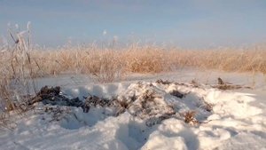 проверка морд на ондатру.... охота на ондатру. зимой..