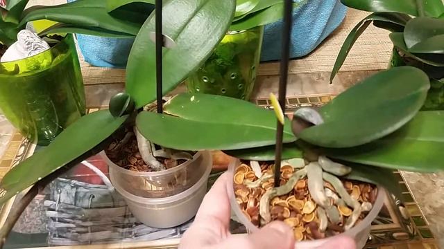 Лиодоро, Синголо, Oncidium Sweet Sugar, Pearlion смотреть онлайн