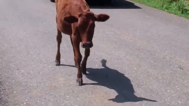 Мила кормит теленка в Чакви смотреть онлайн