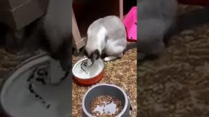 кошка породы сноу шу из приюта ищет дом, Москва и Московская область