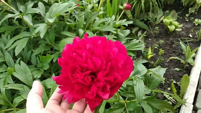 Півонія "Рубра Плена" (Paeonia Rubra Plena)