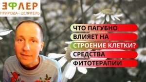 КЛЕТКА – Что Может Её ПОРАЖАТЬ?ЧЕМ ОПАСНО НАРУШЕНИЕ ФУНКЦИОНАЛЬНОСТИ КЛЕТКИ?ВЕНОЗНЫЙ ЗАСТОЙ, ТОКСИНЫ