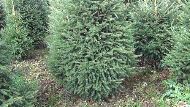 16051 Ель стриженая срезанная 1.75 - 2.00 м смотреть онлайн